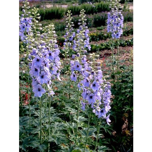 Delphinium Morgentau - Évelő szarkaláb