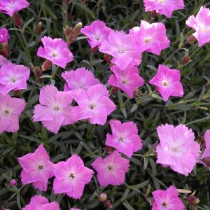 Dianthus gratianopolitanus La Bourboule - Pünkösdi szegfű