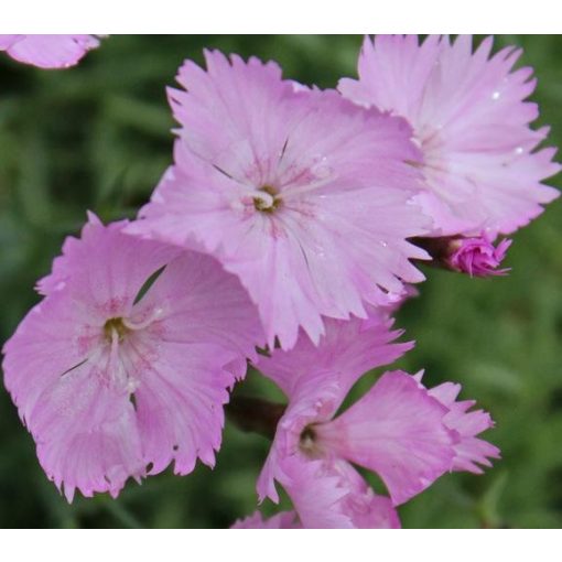 Dianthus plumarius Duchess of Fife - Tollas szegfű