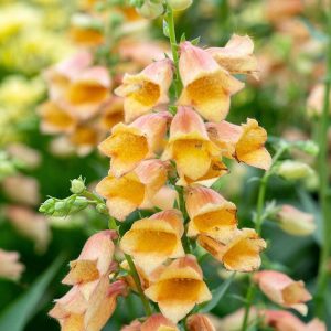   Digitalis grandiflora Goldcrest - Nagyvirágú gyűszűvirág