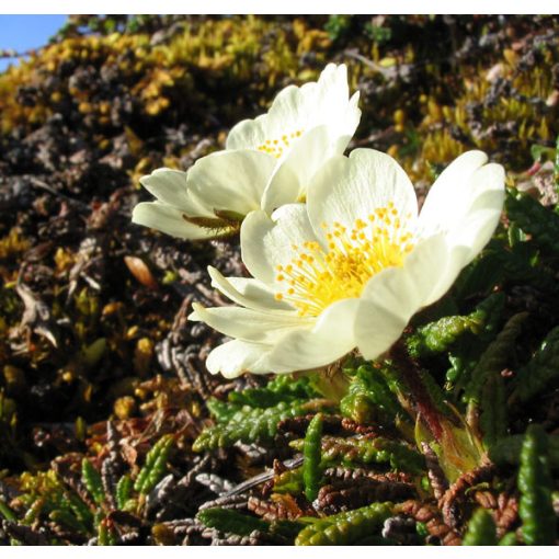 Dryas octopetala - Havasi magcsákó