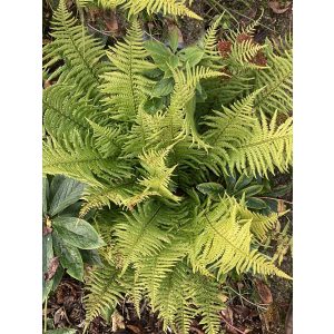 Dryopteris buschiana - Pajzsika