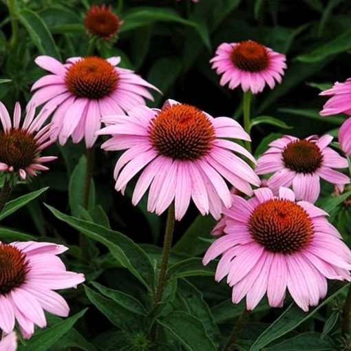 Echinacea purpurea Bright Rose - Kasvirág