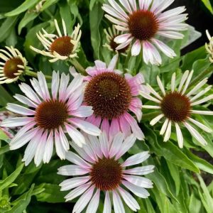 Echinacea purpurea Fountain Pink Eye - Kasvirág