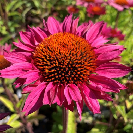 Echinacea purpurea J.S. Roho - Kasvirág