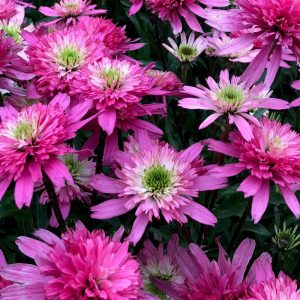 Echinacea purpurea Mini Belle - Kasvirág