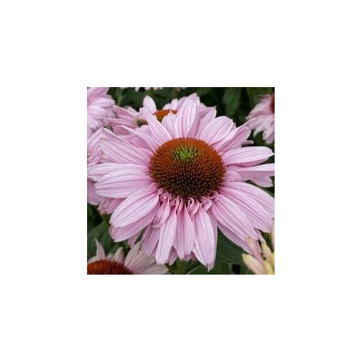 Echinacea SunSeekers Blush - Kasvirág