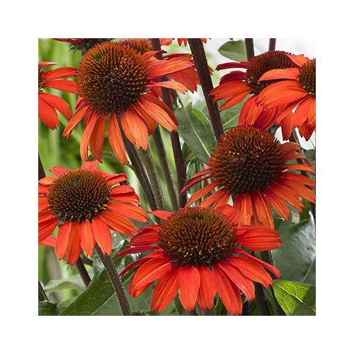 Echinacea SunSeekers Orange - Kasvirág