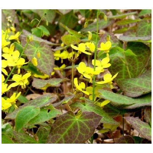 Epimedium perralchicum Weihenstephan  - Püspöksüveg