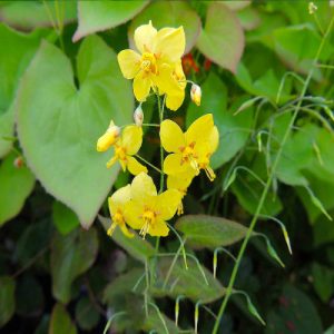 Epimedium pinnatum elegans  - Püspöksüveg