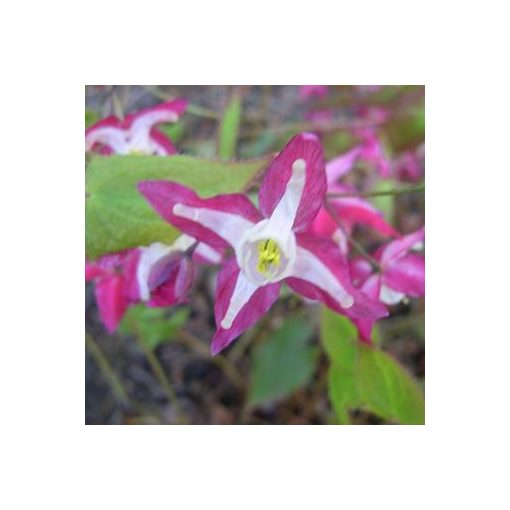 Epimedium Red Star  - Püspöksüveg