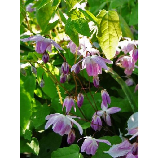 Epimedium Sasaki  - Püspöksüveg