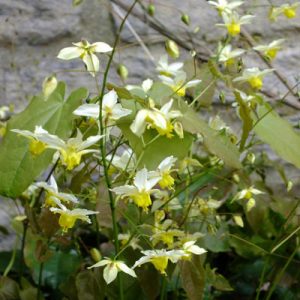 Epimedium Totnes Turbo  - Püspöksüveg