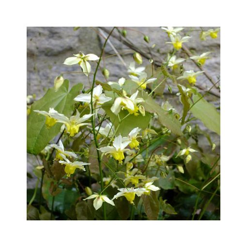 Epimedium Totnes Turbo  - Püspöksüveg