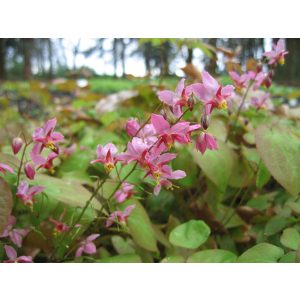 Epimedium versicolor Cherry Tart  - Püspöksüveg