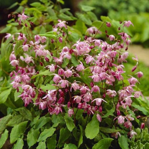 Epimedium youngianum Roseum  - Püspöksüveg