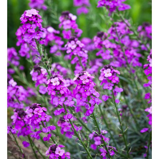 Erysimum linifolium Bowles Mauve - Repcsény