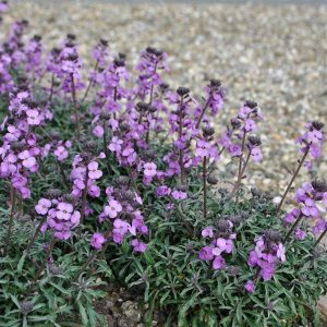 Erysimum linifolium Bowles me Away - Repcsény