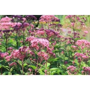 Eupatorium maculatum JS Humble - Sédkender