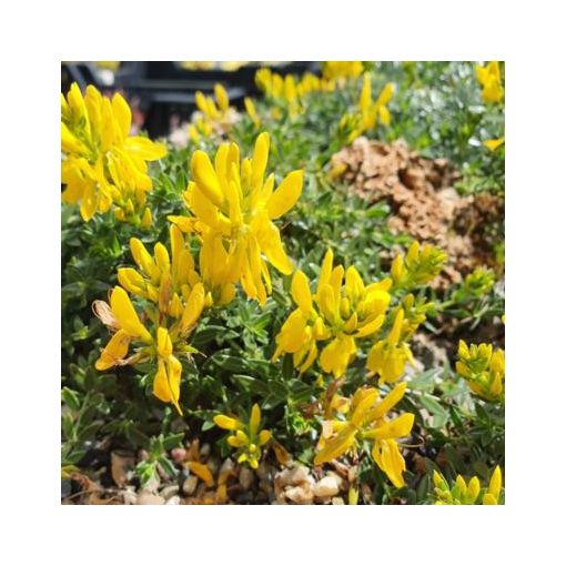 Genista pilosa Minor - Rekettye