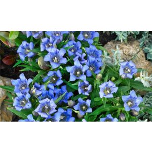 Gentiana Blue Power - Tárnics