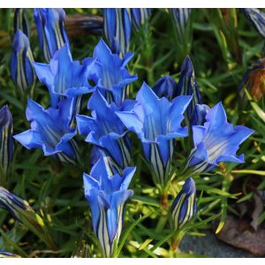 Gentiana sino-ornata - Tárnics