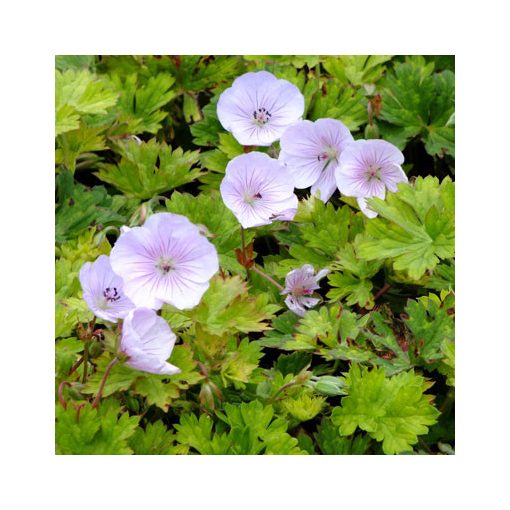 Geranium Lilac Ice - Gólyaorr