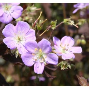 Geranium maculatum Elizabeth Ann - Gólyaorr