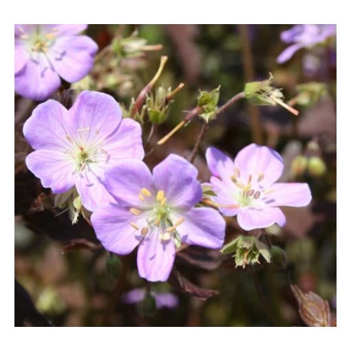 Geranium maculatum Elizabeth Ann - Gólyaorr