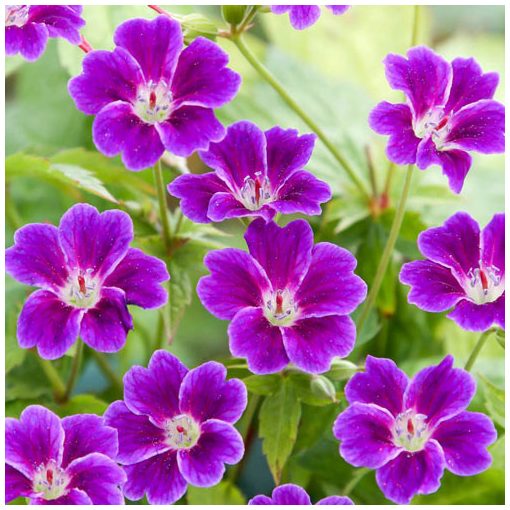 Geranium nodosum Tonys Talisman - Gólyaorr