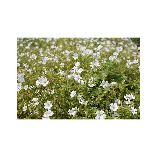 Geranium oxonianum Ankums White - Gólyaorr