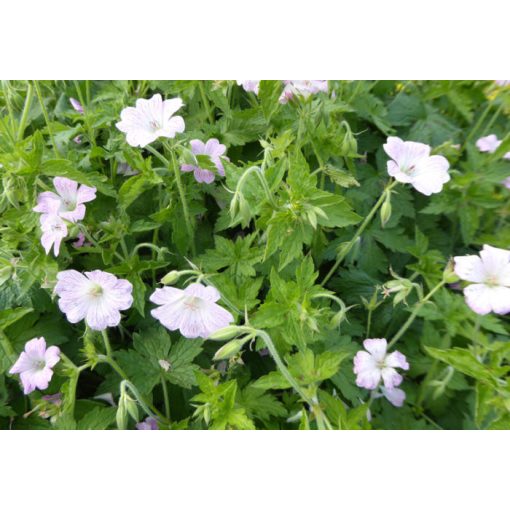 Geranium oxonianum Hollywood - Gólyaorr