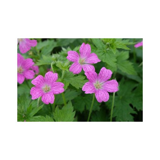 Geranium oxonianum Koenigshof - Gólyaorr