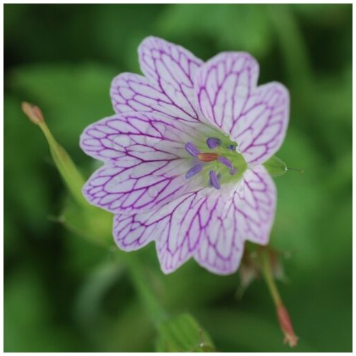 Geranium oxonianum Lace Time - Gólyaorr