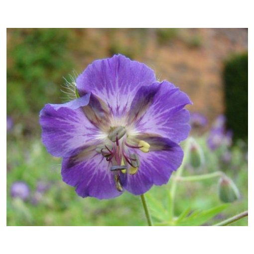 Geranium phaeum Klepper - Gólyaorr