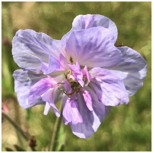 Geranium pratense Cloud Nine - Gólyaorr