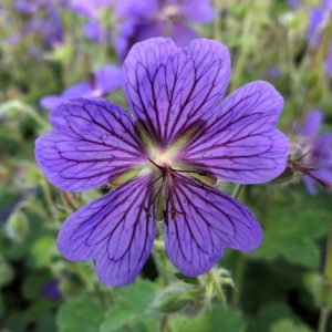 Geranium renardii Terre Franche - Gólyaorr