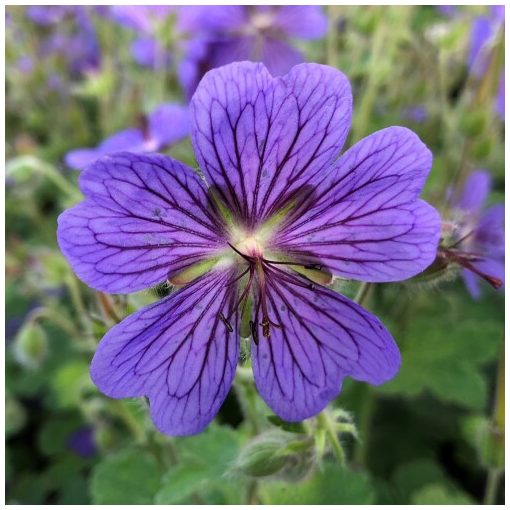 Geranium renardii Terre Franche - Gólyaorr