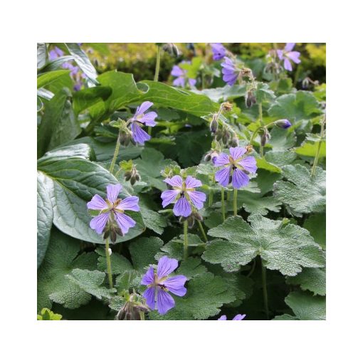 Geranium renardii Zutterlund - Gólyaorr