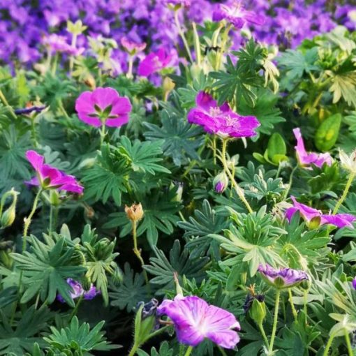 Geranium sanguineum Roseum - Gólyaorr