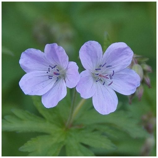 Geranium sylvaticum Ice Blue - Gólyaorr