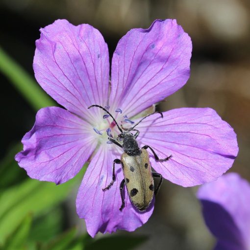 Geranium yesoense nipponicum - Gólyaorr