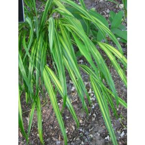 Hakonechloa macra Sunny Delight - Szálkafű