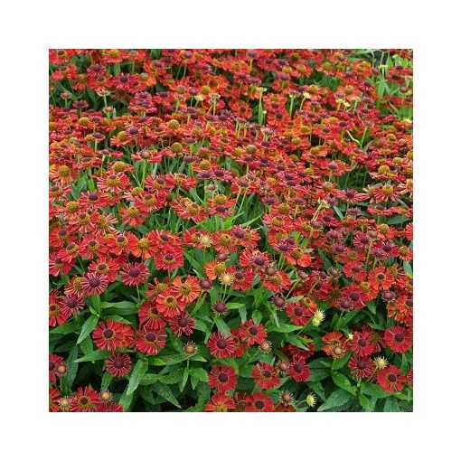 Helenium autumnale Mariachi TM Salsa - Napfényvirág