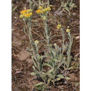 Helichrysum arenarium - Homoki szalmagyopár