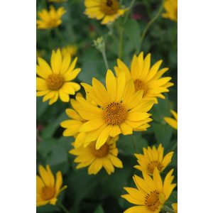 Heliopsis helianthoides Hohlspiegel - Érdes napszemvirág