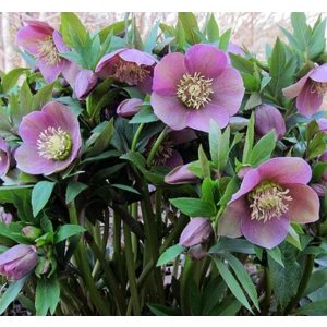 Helleborus orientalis Pink Lady - Hunyor