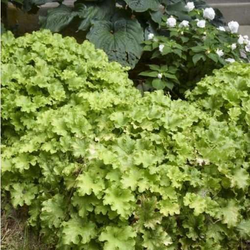 Heuchera Apple Twist - Tűzgyöngyvirág