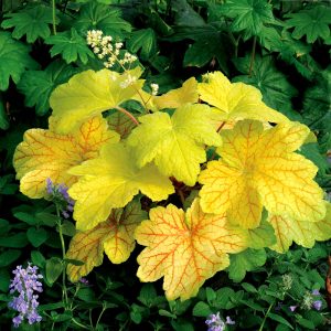 Heuchera Electric Lime - Tűzgyöngyvirág