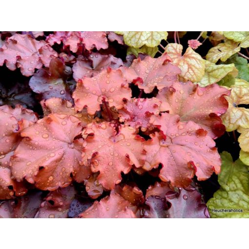 Heuchera Indian Summer Boysenberry - Tűzgyöngyvirág